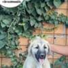 Turkish Kangal puppies for sale photo 7