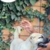 Turkish Kangal puppies for sale photo 9