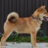 Shiba Inu puppies photo 1