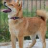 Shiba Inu puppies photo 2