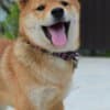 Shiba Inu puppies photo 3