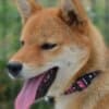 Shiba Inu puppies photo 4