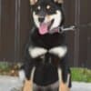 Shiba Inu puppies photo 5
