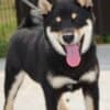 Shiba Inu puppies photo 6
