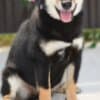 Shiba Inu puppies photo 7