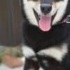 Shiba Inu puppies photo 8
