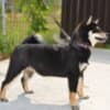 Shiba Inu puppies photo 9