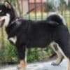 Shiba Inu puppies photo 10