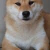 Shiba Inu puppies photo 11