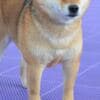 Shiba Inu puppies photo 12