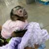Healthy Capuchin monkey for sale photo 1