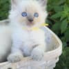 ragdoll kitten Yellow boy photo 1