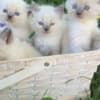 ragdoll kitten Yellow boy photo 2