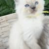 ragdoll kitten Yellow boy photo 3