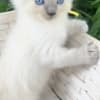 ragdoll kitten Yellow boy photo 4