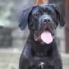 Cane Corso male puppy photo 1