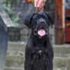 Cane Corso male puppy photo 2