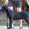 Cane Corso male puppy photo 3