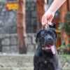 Cane Corso male puppy photo 4