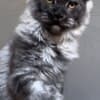 Why Adopting a Maine Coon Cat photo 1