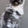 Why Adopting a Maine Coon Cat photo 3