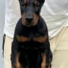 Doberman puppies for sale photo 1