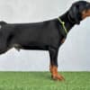 Doberman puppies for sale photo 2