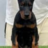 Doberman puppies for sale photo 3
