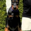 Doberman puppies for sale photo 5