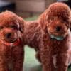 Miniature Poodle puppies photo 1