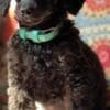 Miniature Poodle puppies photo 2