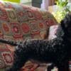 Miniature Poodle puppies photo 3