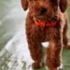 Miniature Poodle puppies photo 5