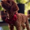 Miniature Poodle puppies photo 6