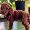 Miniature Poodle puppies photo 7