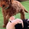Miniature Poodle puppies photo 8