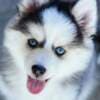 Siberian Huskies looking for new home?? photo 1
