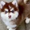 Siberian Huskies looking for new home?? photo 2