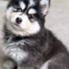 Siberian Huskies looking for new home?? photo 3