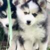 Siberian Huskies looking for new home?? photo 4