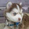 Siberian Huskies looking for new home?? photo 5