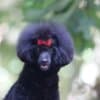 Miniature Poodle female puppy photo 1