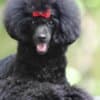 Miniature Poodle female puppy photo 2