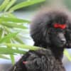 Miniature Poodle female puppy photo 5