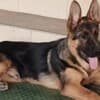 German Shepherd puppies photo 1