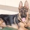German Shepherd puppies photo 2