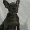 French Bulldog  puppies photo 1