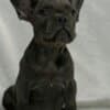 French Bulldog  puppies photo 2