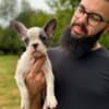 French Bulldog  puppies photo 3