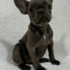 French Bulldog  puppies photo 4